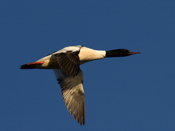 Isokoskelo, Goosander, Mergus merganser